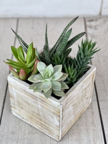 Medium Succulent Box