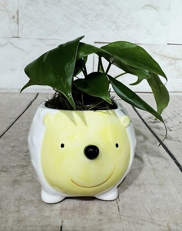 Philodendron Pets