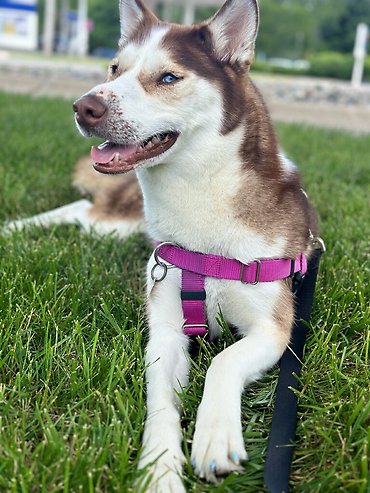 Echo The Husky