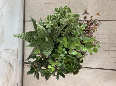 Stone Succulent Planter