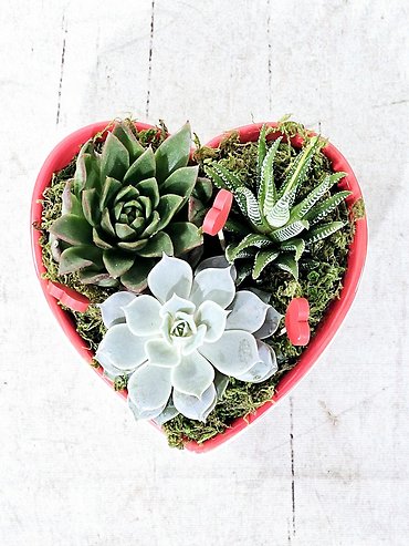 Heart Succulents