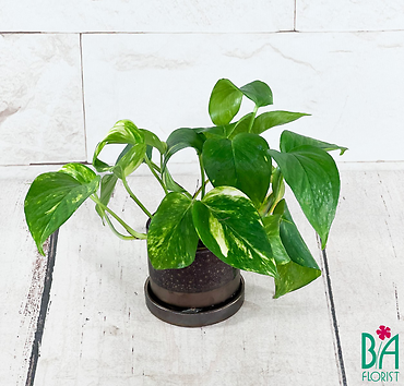 Small Variegated Pothos