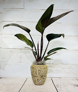 Congo Rojo Plant