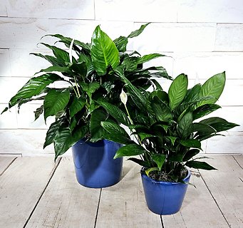 Blue Pot Peace Lily