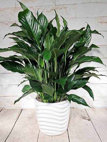 Large Peace Lily