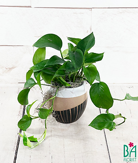 Southwest Pothos