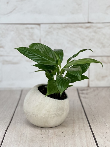 Round Stone Peace Lily