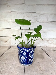 Blue Monstera