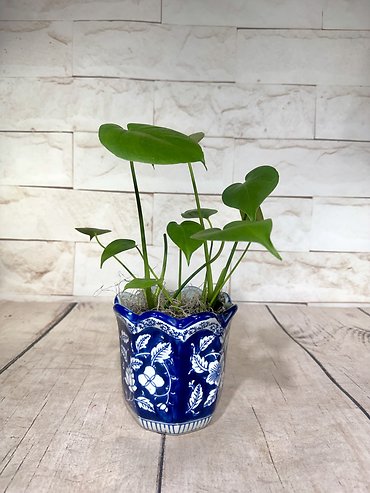 Blue Monstera