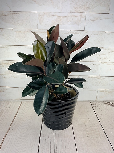 Burgundy Rubber Tree