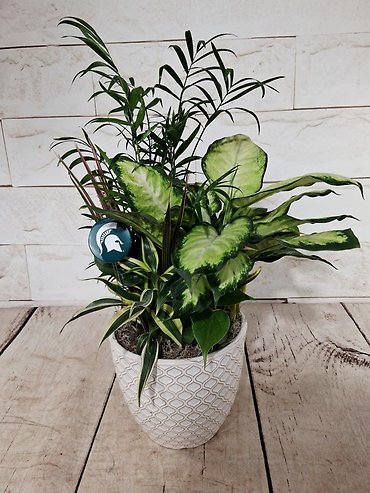 MSU White Ornamental Dish Garden