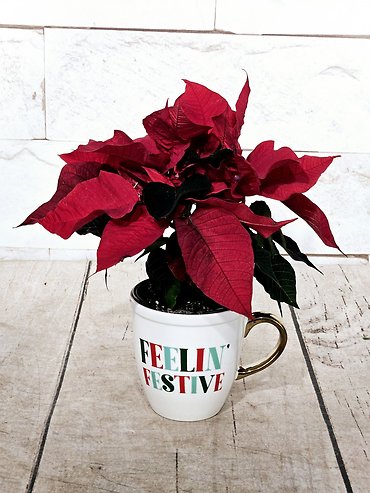 Feelin\' Festive