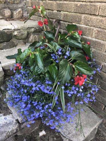 Hanging Combination Planter