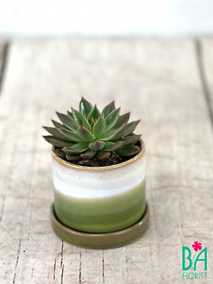 Green and White Succulent