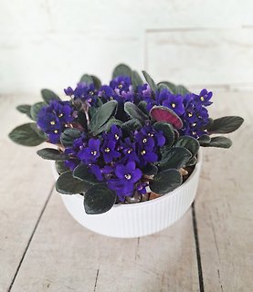 Violet planter