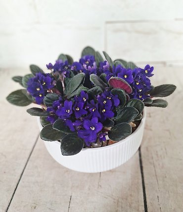 Violet planter