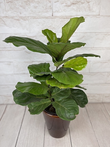 Big Fiddle Leaf Fig