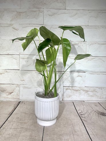 Classic Monstera