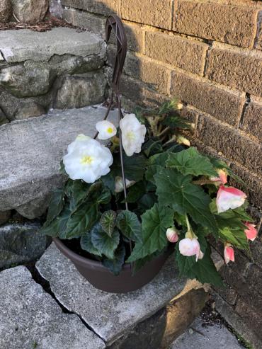 Hanging Begonia