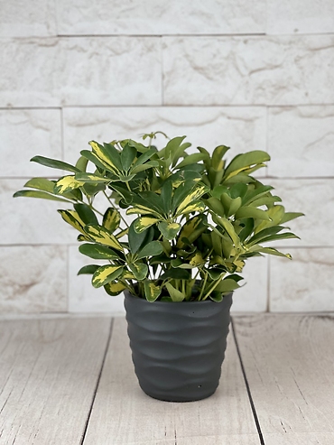 Variegated Schefflera