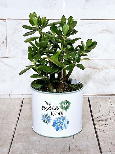 Succa For You