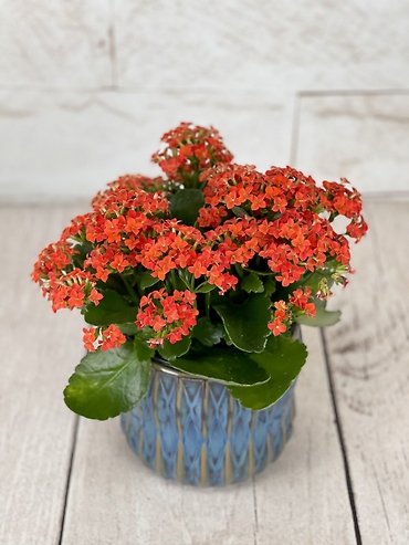 Red Kalanchoe