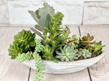 Urban Wave Succulent Boat