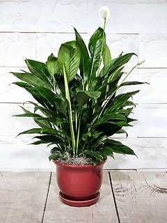 Burgundy Peace Lily