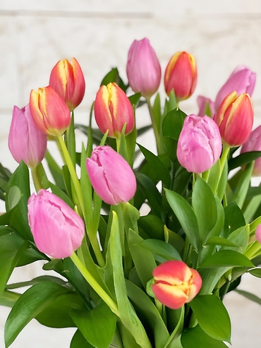 Grand Tulips