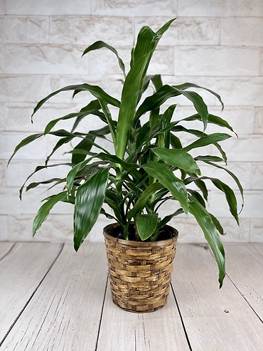 Dracaena Janet Craig