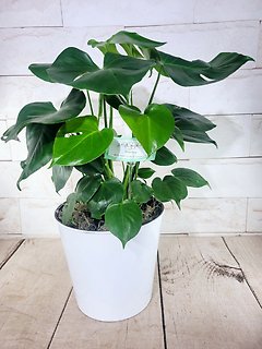 Monstera Pot