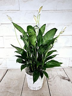 Small Peace Lily In Basket