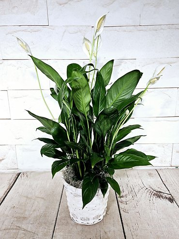 Small Peace Lily In Basket