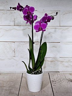 Double Stem Orchid (color may vary)
