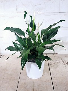 Peace Lily