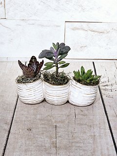 Triple Succulent