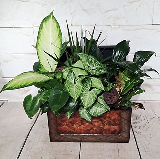 Botanical Box