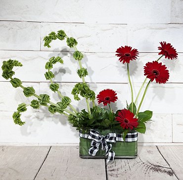 Gorgeous Gerbera