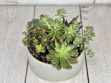 Modern Succulent Garden