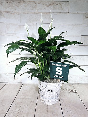 MSU Peace Lily