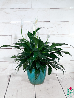 Teal Pot Peace Lily