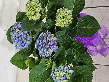 Large hydrangea