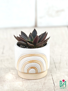 Rainbow Succulent