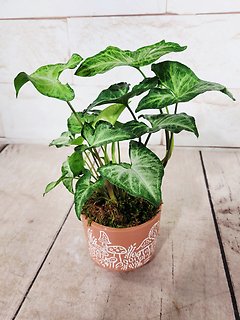 Mushroom Pot