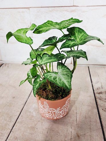 Mushroom Pot