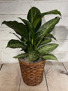 Maculata