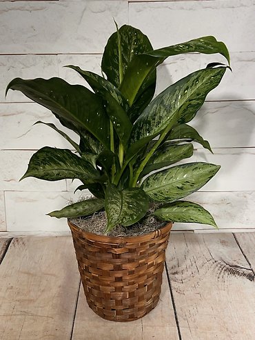 Maculata