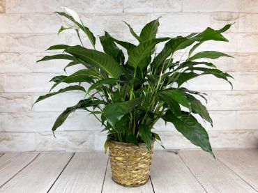 The Peace Lily or Spathiphyllum Kochii