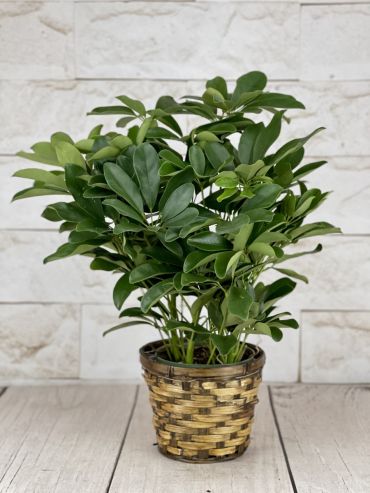 Schefflera