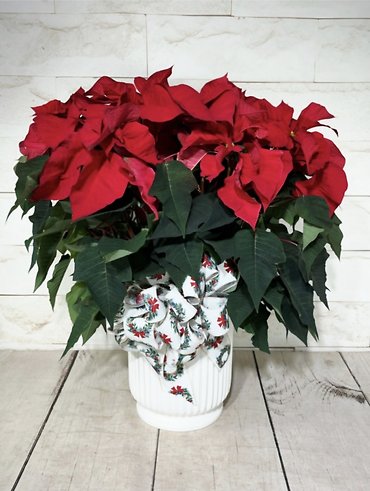 Elegant Poinsettia
